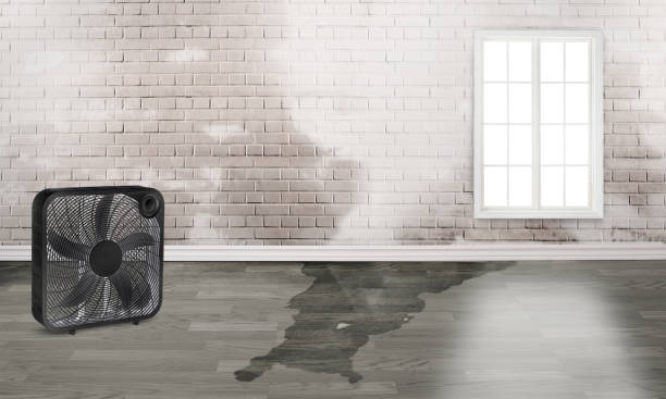 Best Mold removal after water damage  in Villa Rica, GA